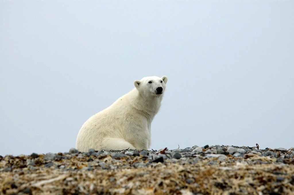 2507 Lågøya isbjørn01..jpg - Polar Bear (Thalarctos maritimus) Isbjørn, Spitsbergen Norway July 2008